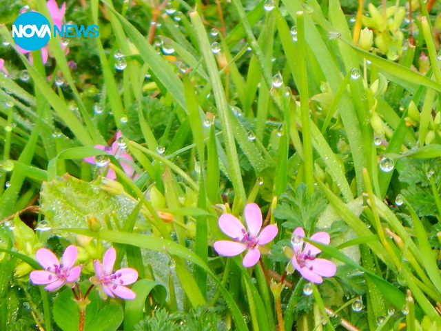 Утринна роса