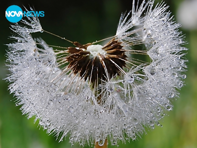 Росното красиво утро