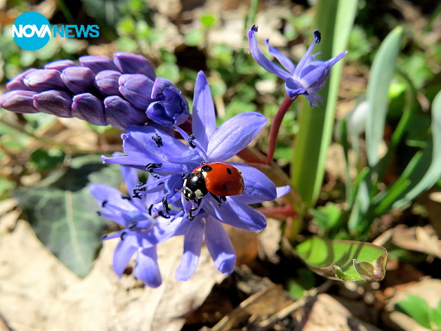 С аромат на пролет!