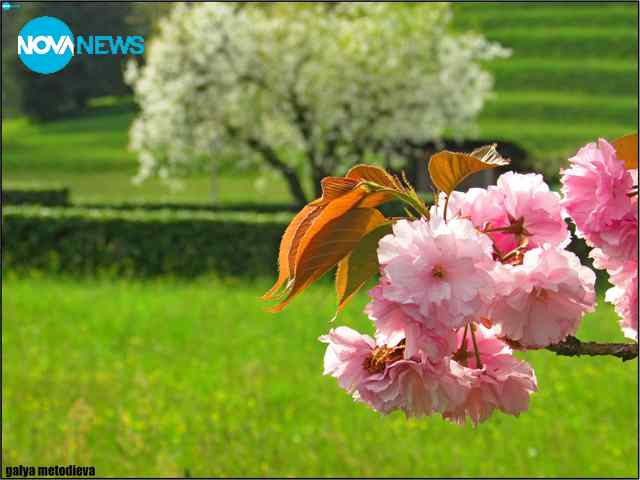 Пролетен разкош