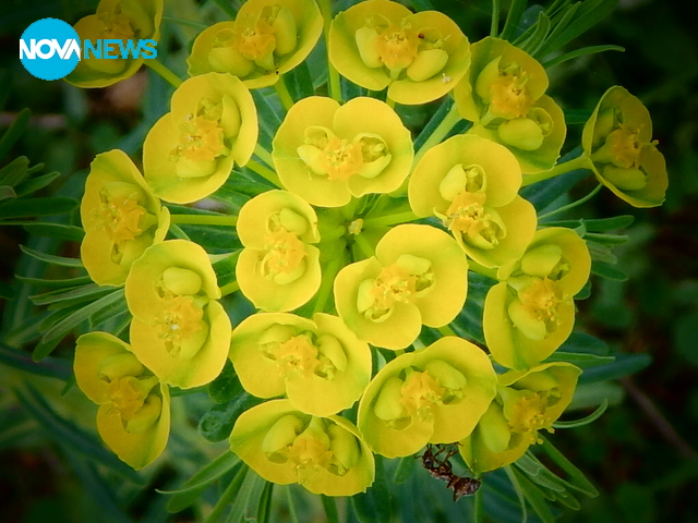 Априлско ухание