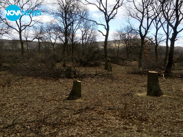 Незакона сеч