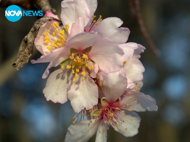 Пролетни цветове