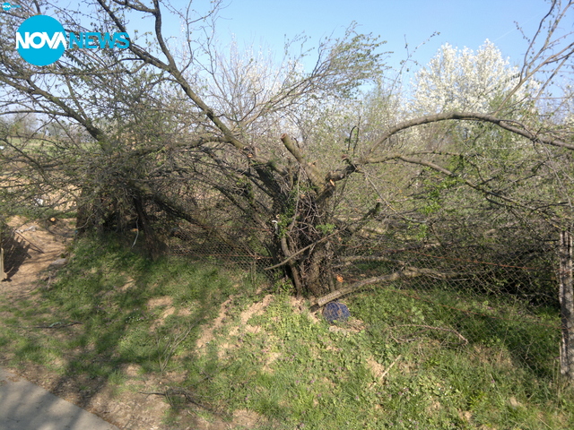 Незаконна сеч на служители на ЧЕЗ в частен имот