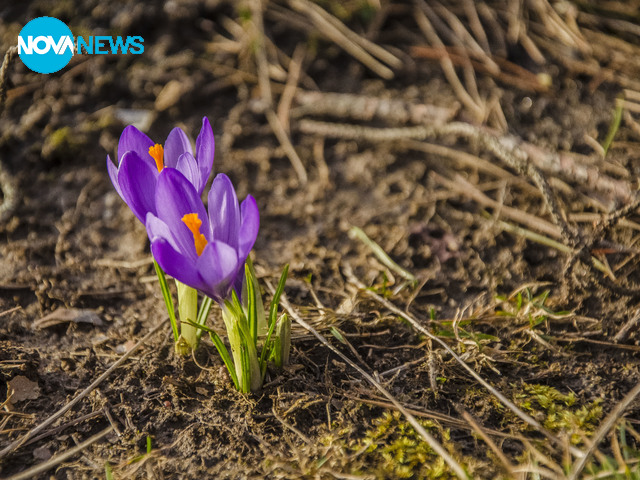 Пролетна милувка