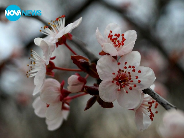 Пролетта идва