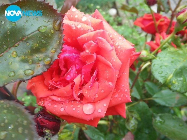 Приказна роза