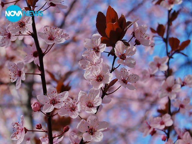 Свеж пролетен полъх