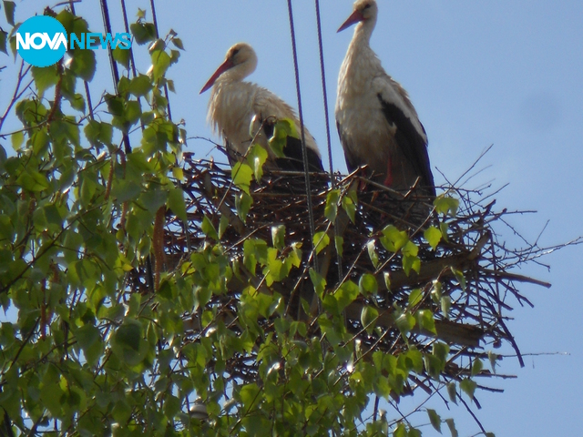 Честита първа пролет!