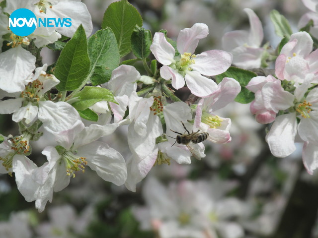 Жажда за пролет