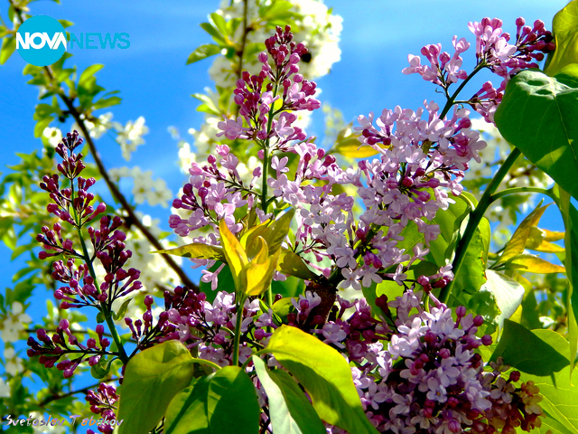 И люляците цъфнаха в Плевен