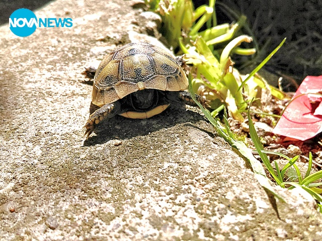 Бебе костенурка