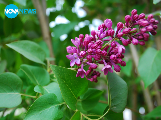 Цветница е!