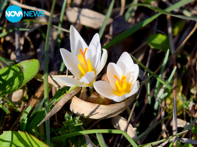 Усещане за пролет