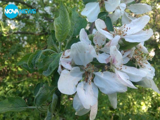 Акациево дърво