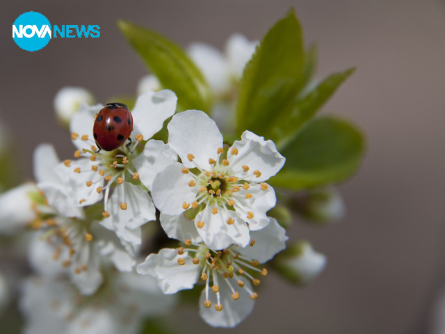 Честита първа пролет