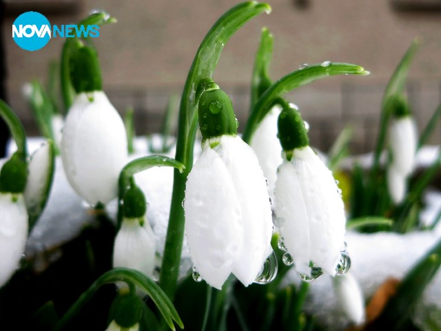 Първите предвестници на пролетта!