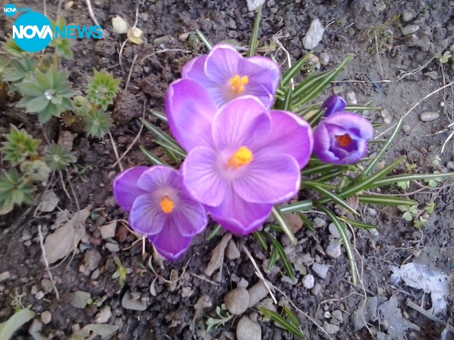 Пролетна идилия!