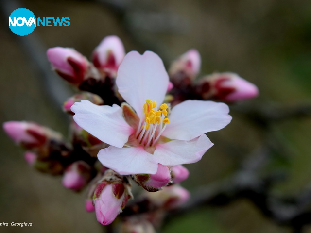 Бадемов цвят