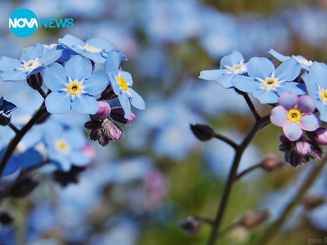 Незабравки