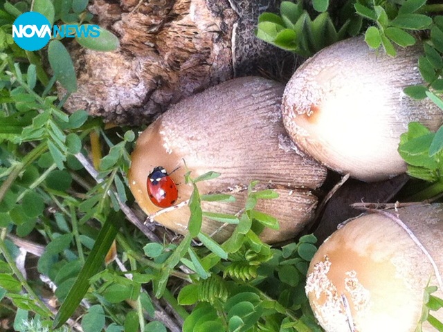 Пролет в крепостта "Хисаря", гр. Ловеч