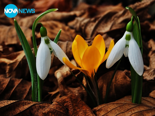 Пролетни цветя