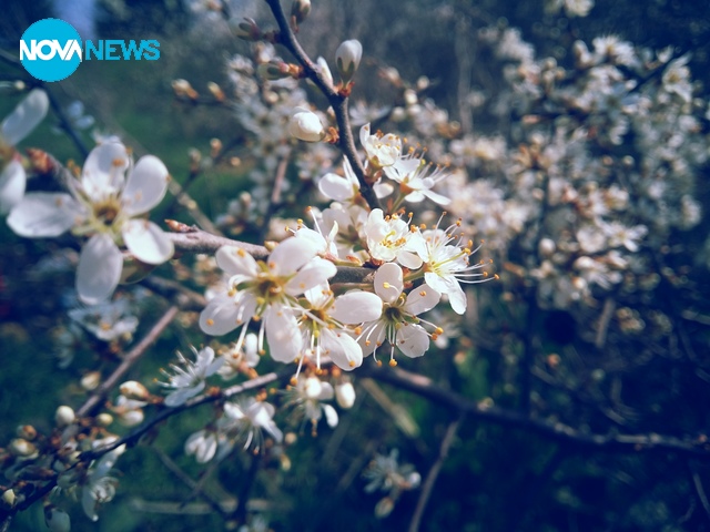 Пролетен цвят