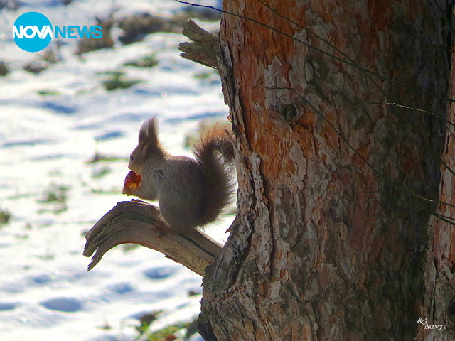 Миг от живота на катеричката
