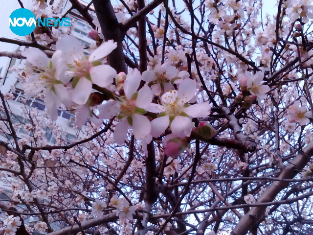 Пролетна красота