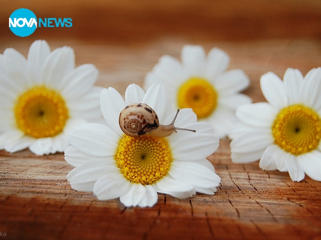 Настроение и усмивки за всички