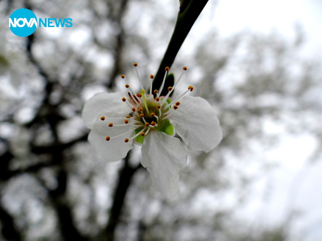 Първа пролет