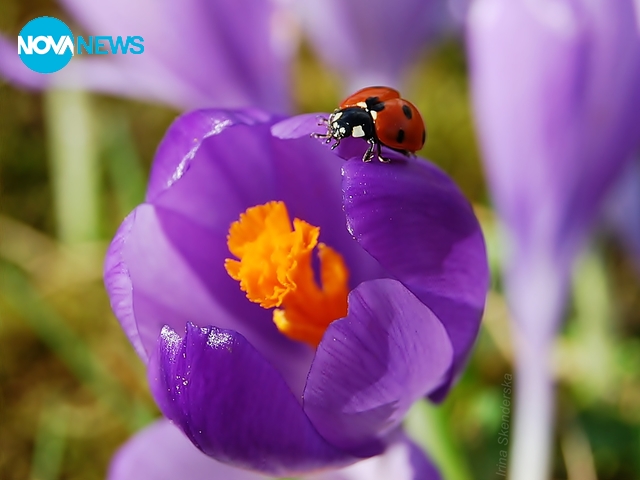 За калинките и маковете с любов