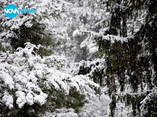 Снежен януарски ден
