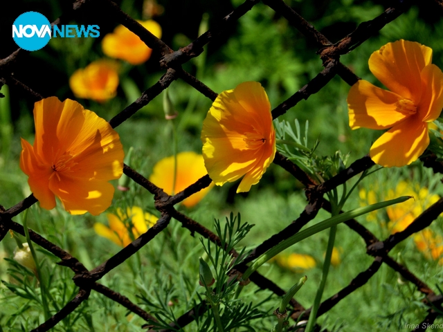 Цветна неделя