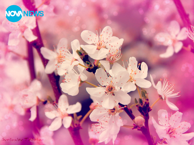 Прелетни цветове