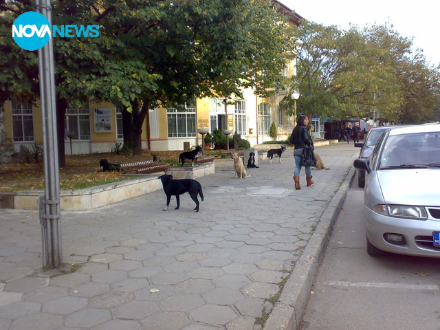 Поредната глутница кучета