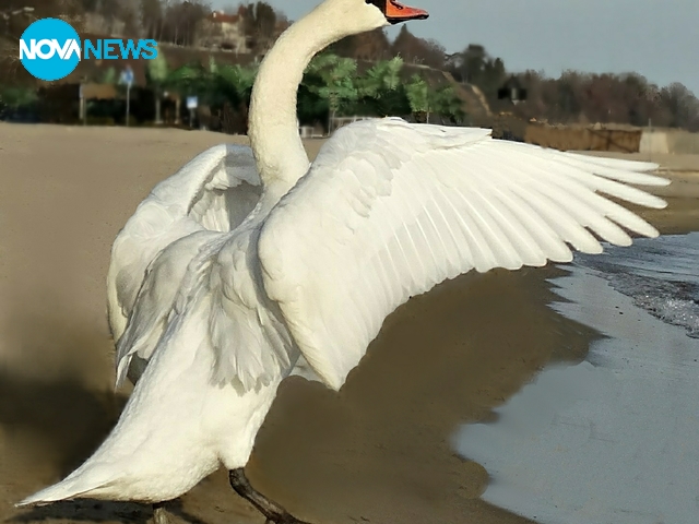 Морето и лебедите край Варна през зимата...