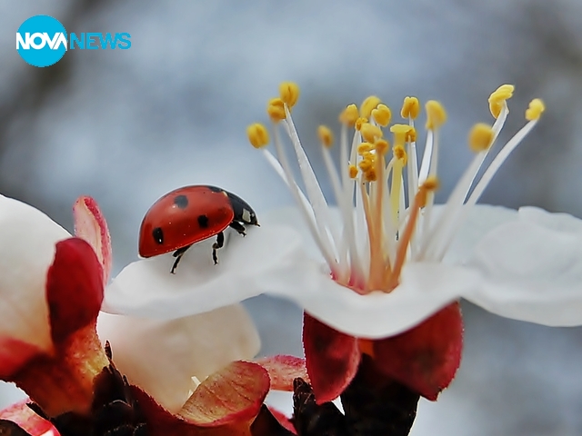 Калинка и пролетен цвят