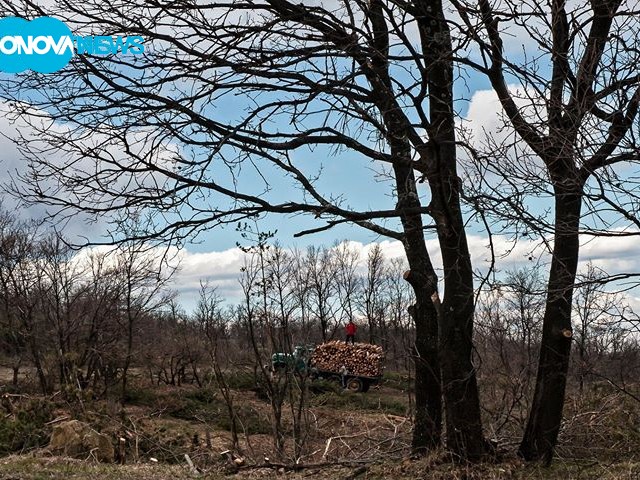 (Не)законната сеч в Сакар