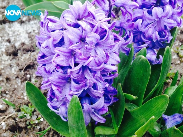 Градушка над село Челопеч