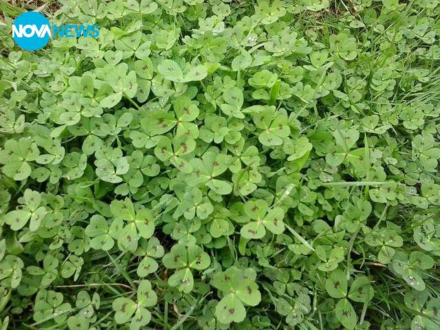 Детелини, детелини...