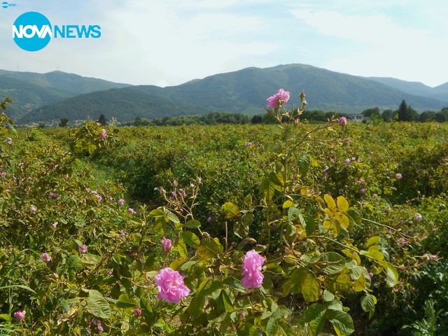 Розови градини