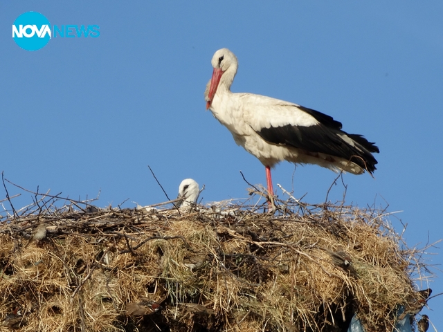 Семейство щъркели