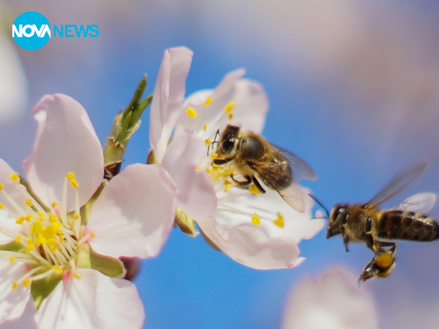 Пролет в с. Труд Пловдив