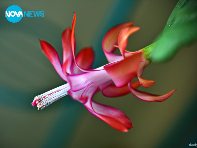 Коледниче преди Великден