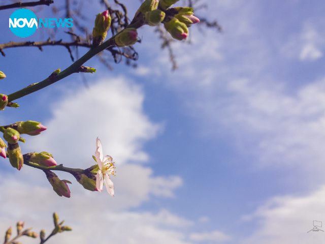 Бадемите във Варна разцъфтяха