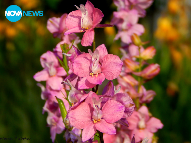 Красотата на малките неща
