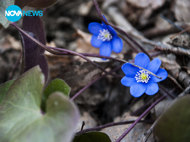Пролет на Витоша