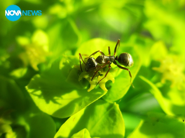 Дребна но работна
