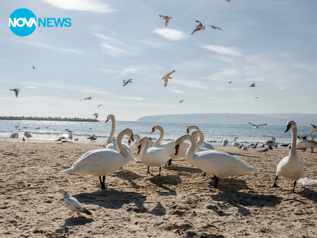 Лебедите във Варна